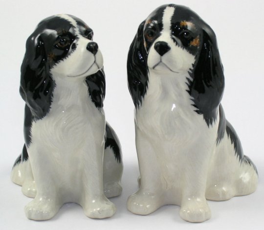 Cavalier King Charles Tricolor
